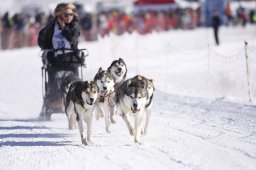 Lenk 2013